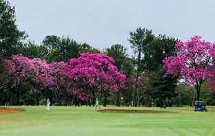 Ipê floresce antes do previsto e já colore as ruas de Brasília